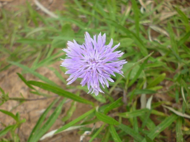 Stilpnopappus pantanalensis photo 2