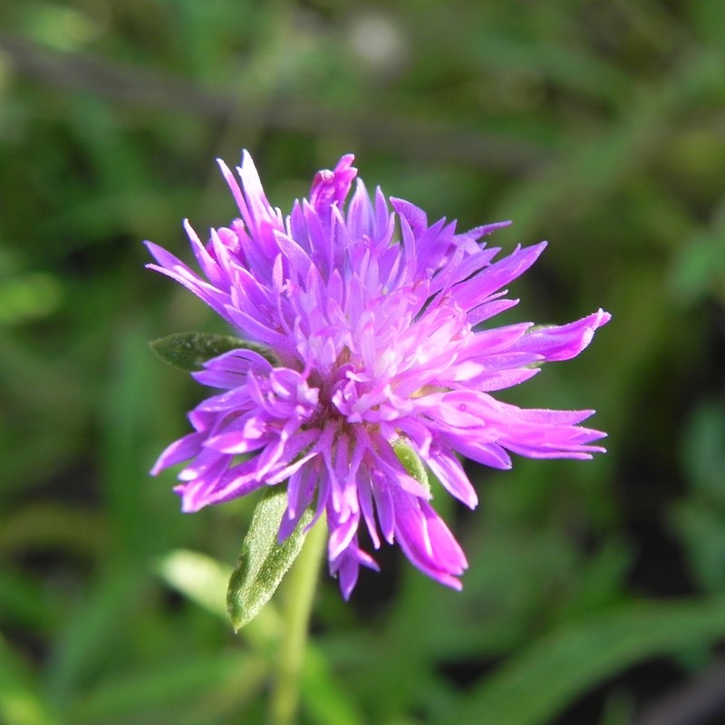 Stilpnopappus pantanalensis photo 4