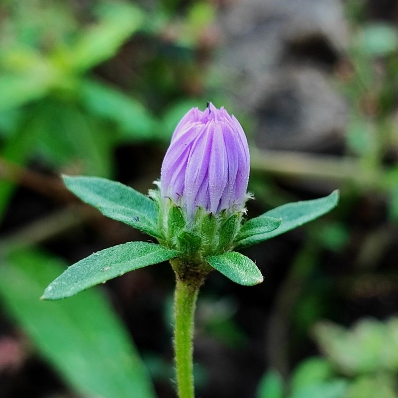 Stilpnopappus pantanalensis photo 5
