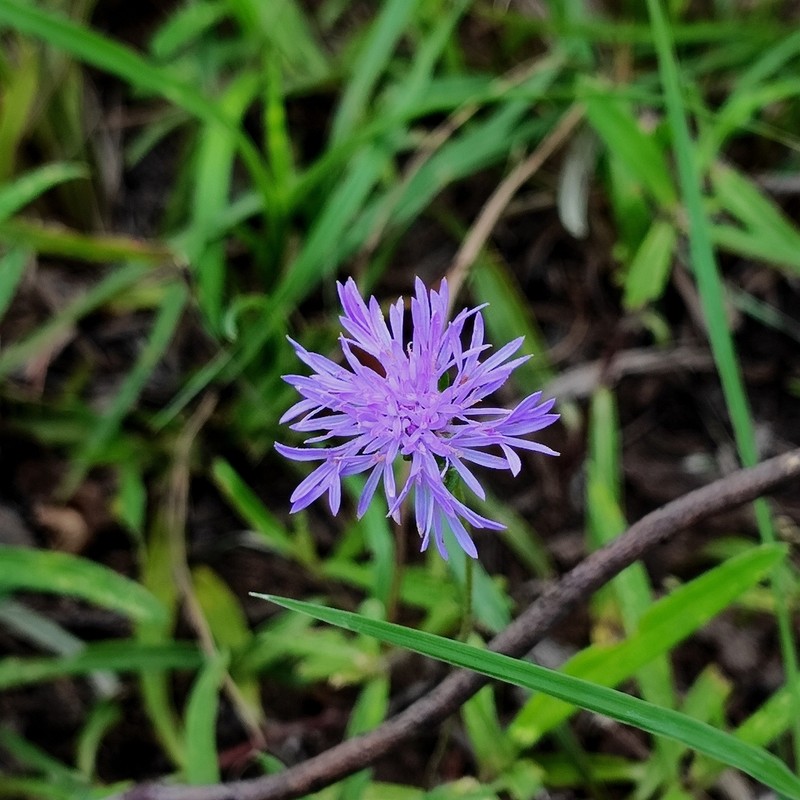 Stilpnopappus pantanalensis photo 6