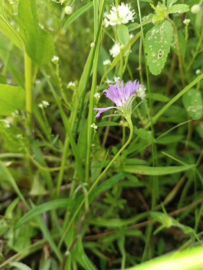 Stilpnopappus pantanalensis photo 7