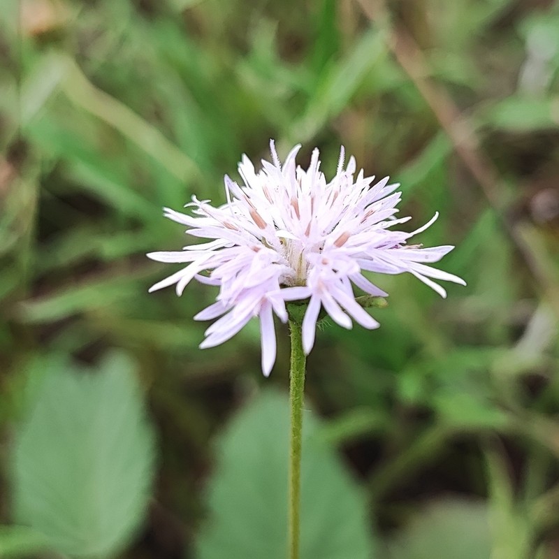 Stilpnopappus pantanalensis photo 8