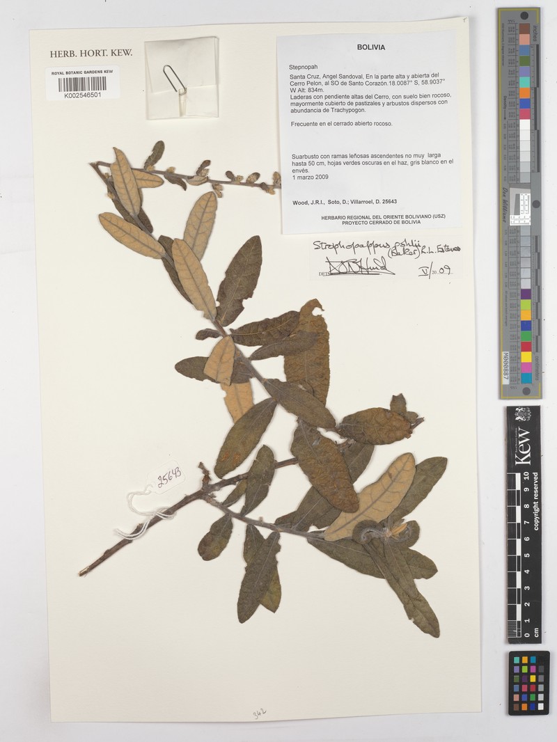 Stilpnopappus pohlii