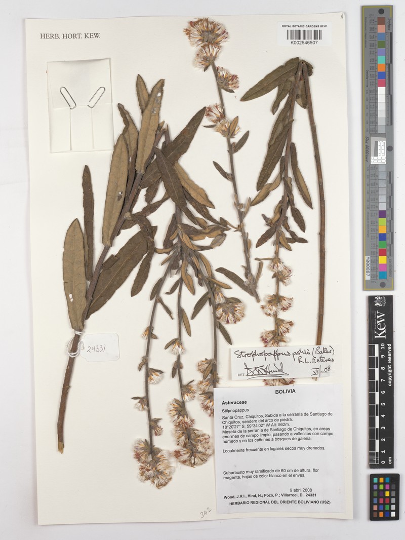Stilpnopappus pohlii photo 2