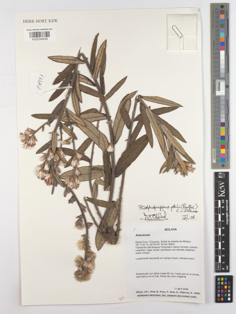 Stilpnopappus pohlii photo 3