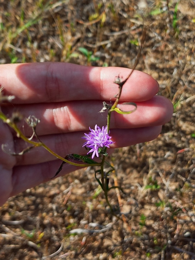 Stilpnopappus pratensis