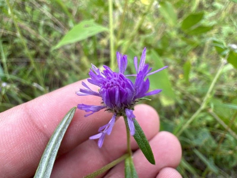 Stilpnopappus pratensis photo 2