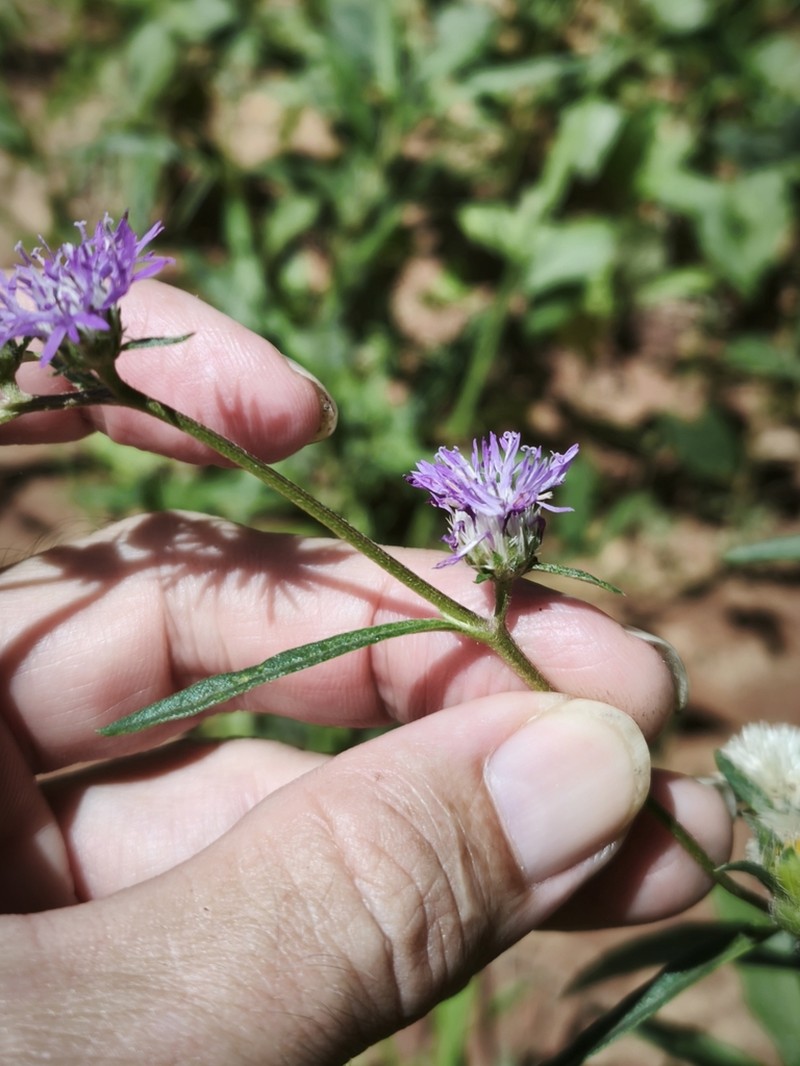 Stilpnopappus pratensis photo 3