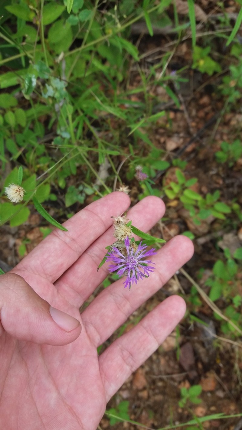 Stilpnopappus pratensis photo 4