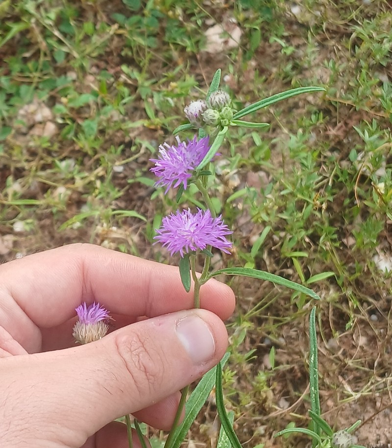 Stilpnopappus pratensis photo 5