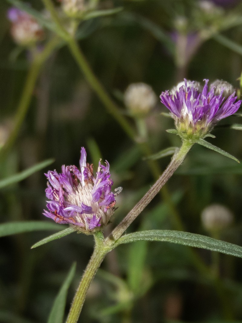 Stilpnopappus pratensis photo 6