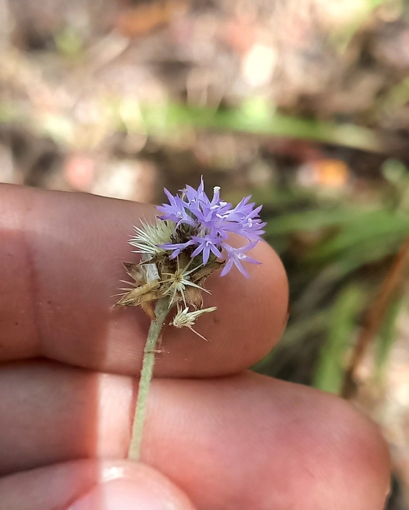Stilpnopappus pratensis photo 7