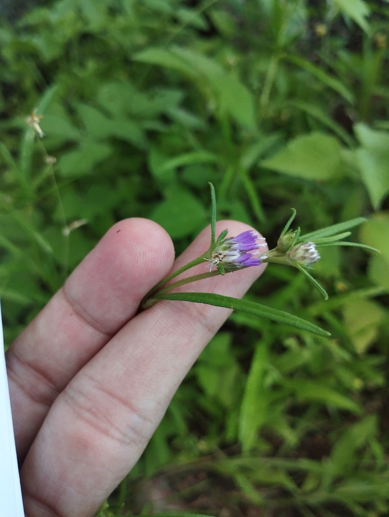 Stilpnopappus pratensis photo 8