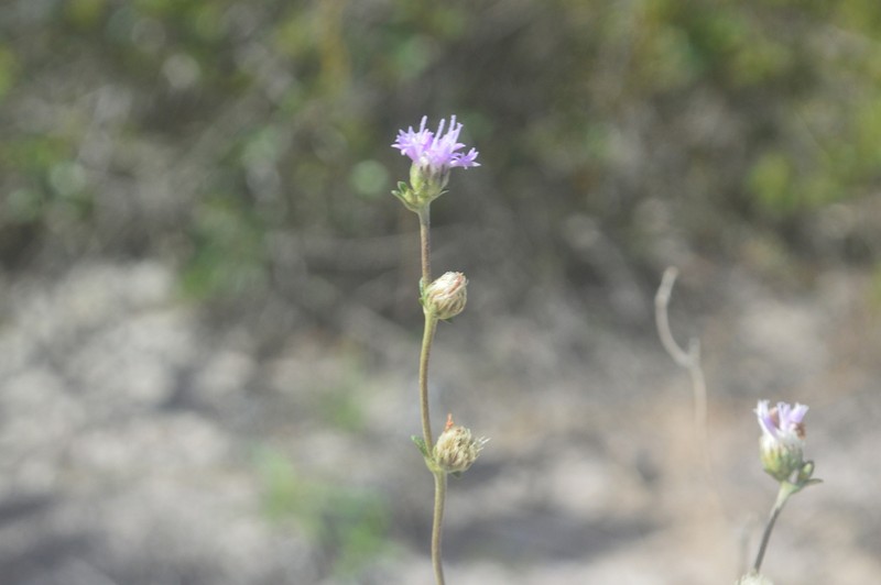 Stilpnopappus scaposus