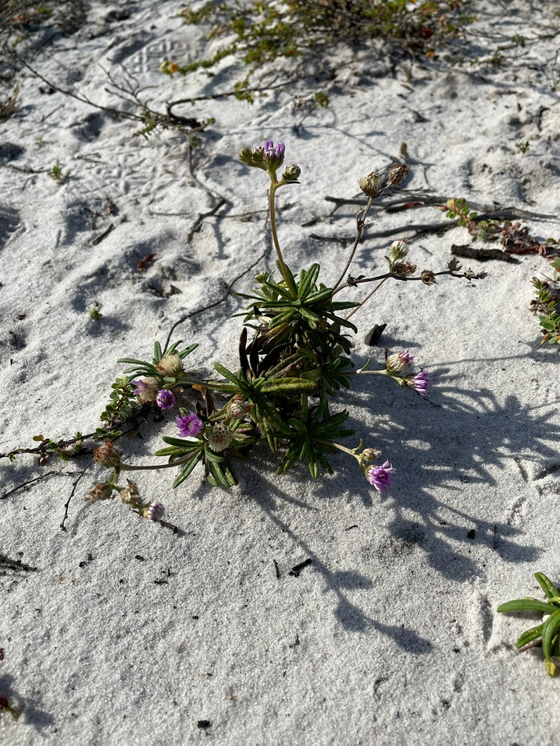 Stilpnopappus scaposus photo 2