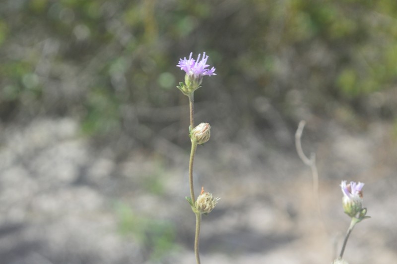 Stilpnopappus scaposus photo 3