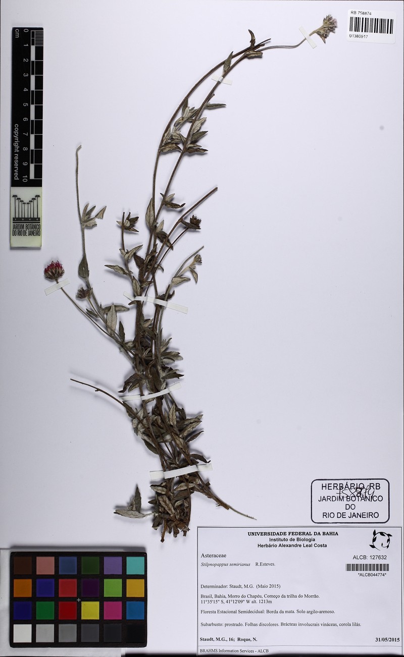 Stilpnopappus semirianus photo 2