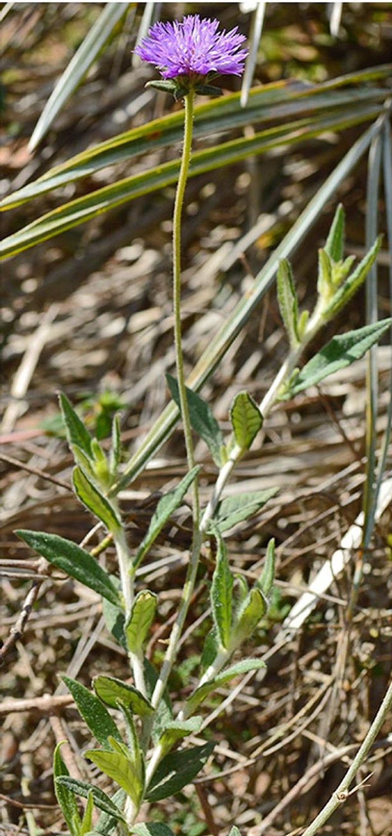 Stilpnopappus semirianus