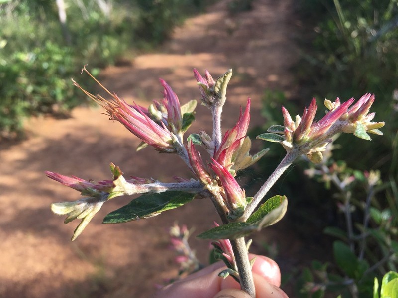 Stilpnopappus speciosus