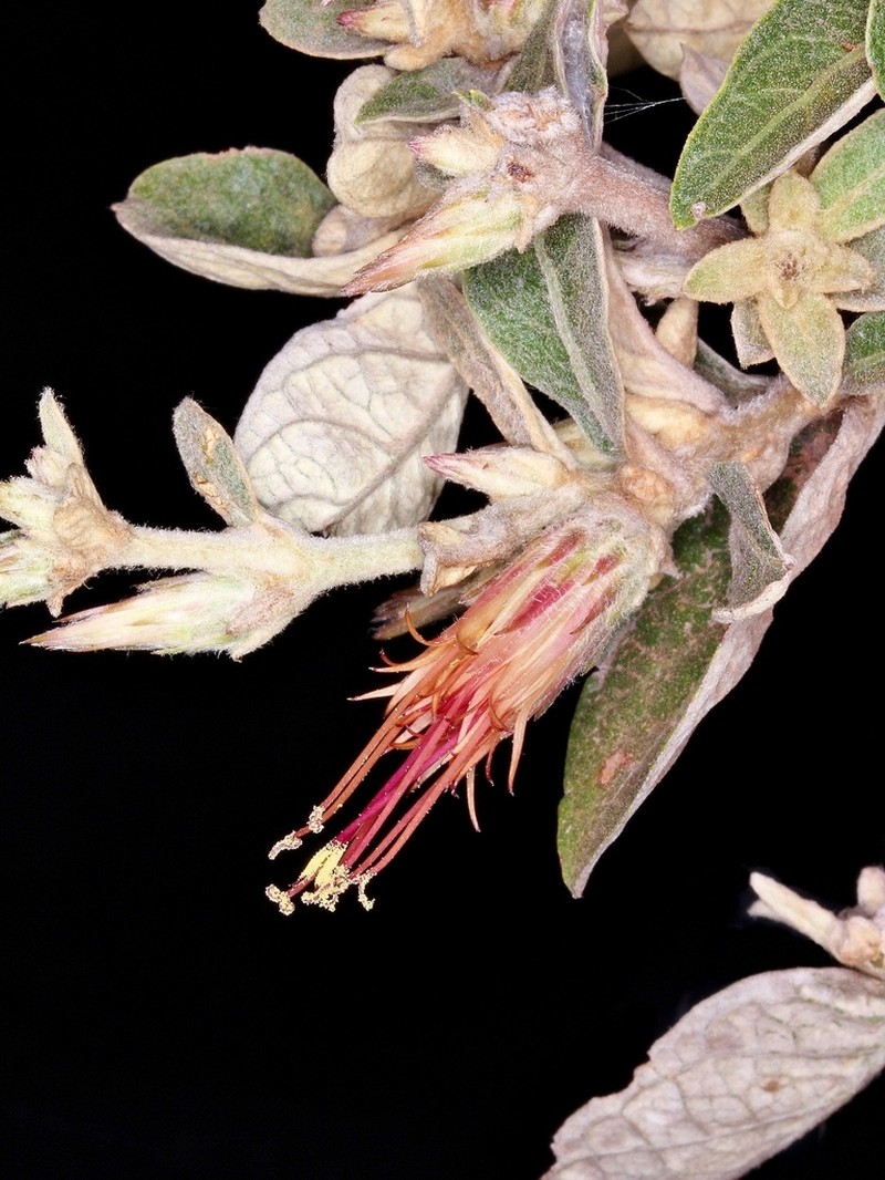 Stilpnopappus speciosus photo 2