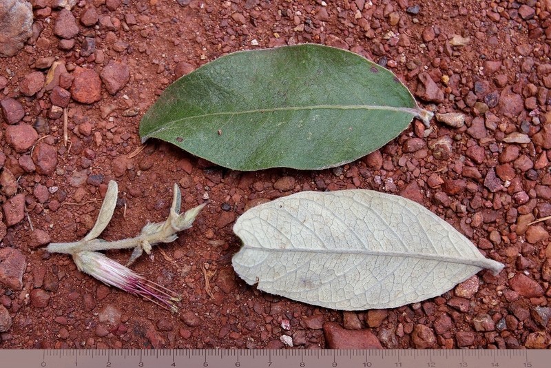 Stilpnopappus speciosus photo 3