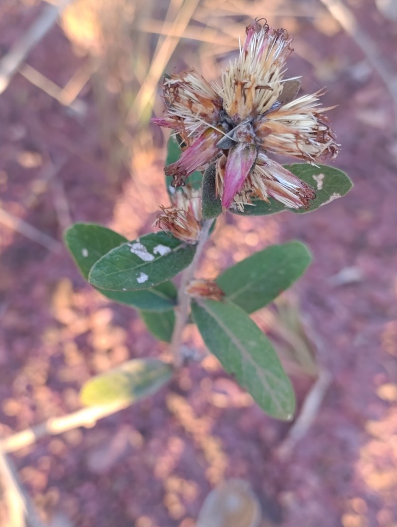 Stilpnopappus speciosus photo 4