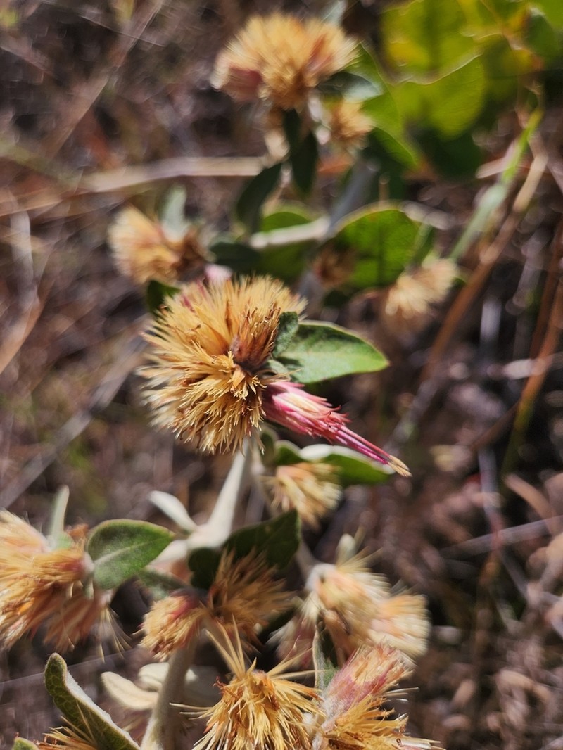 Stilpnopappus speciosus photo 5