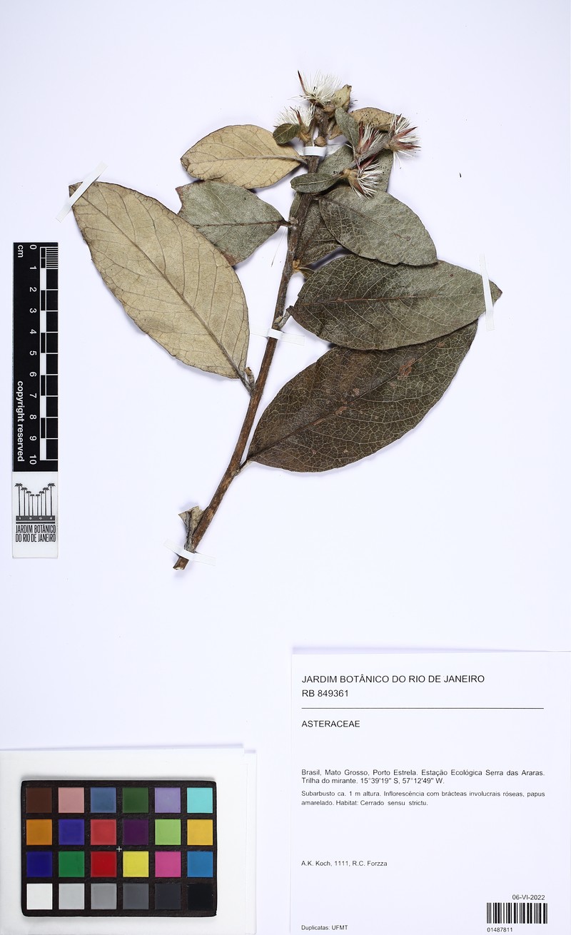 Stilpnopappus speciosus photo 7