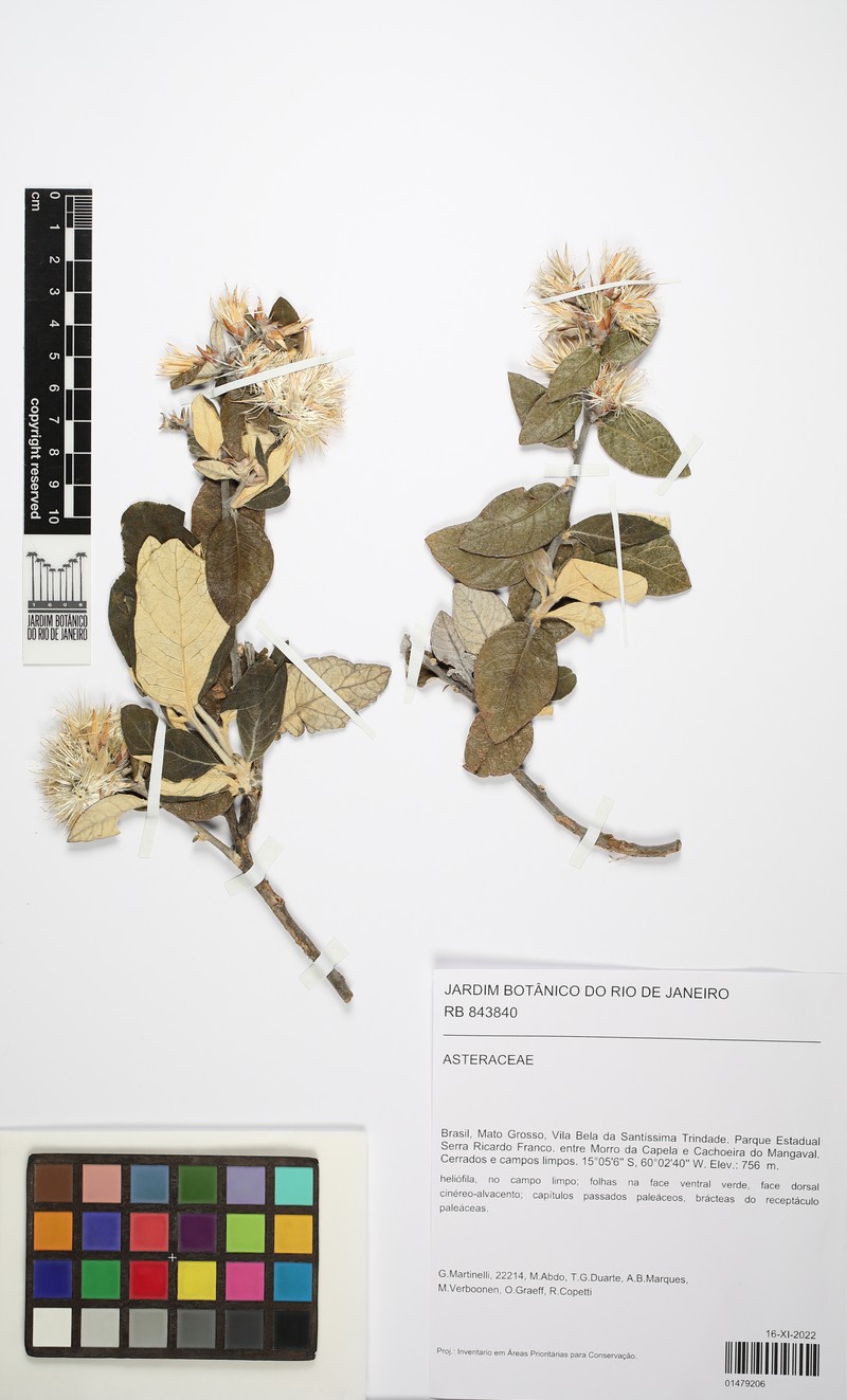Stilpnopappus speciosus photo 8