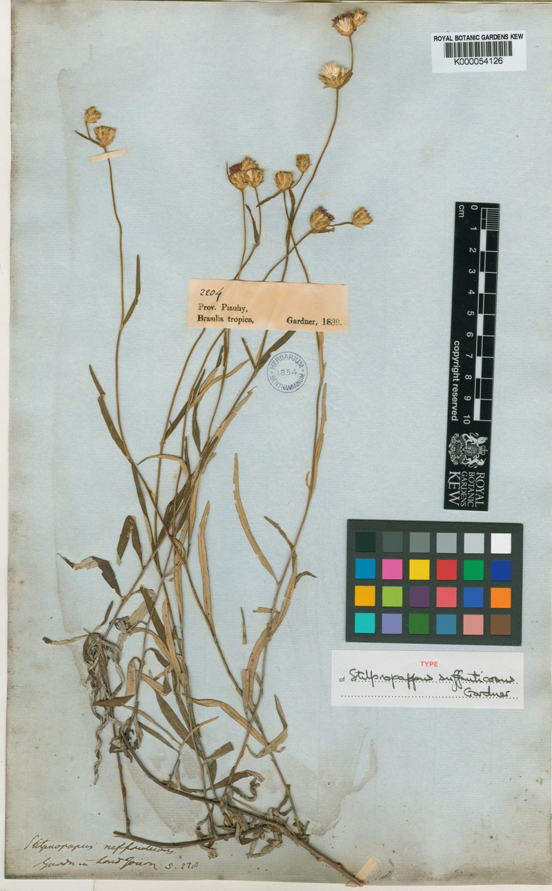 Stilpnopappus suffruticosus