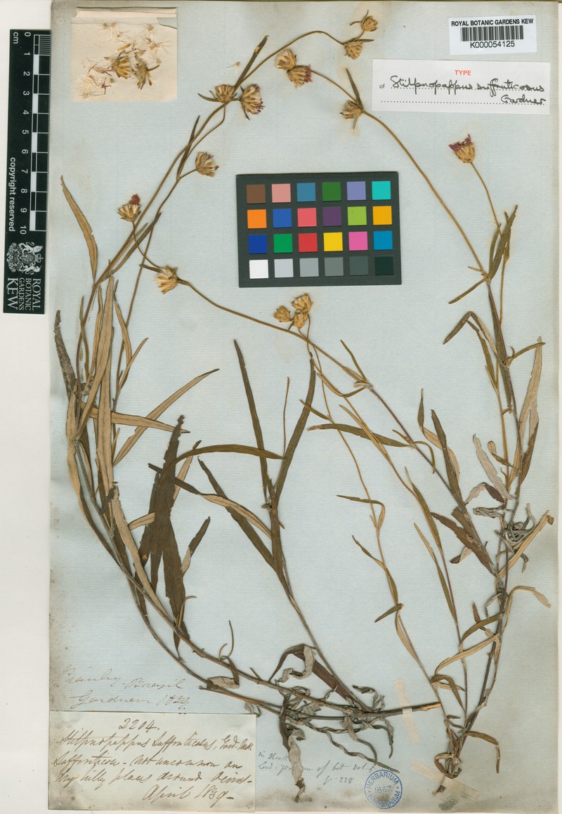 Stilpnopappus suffruticosus photo 2