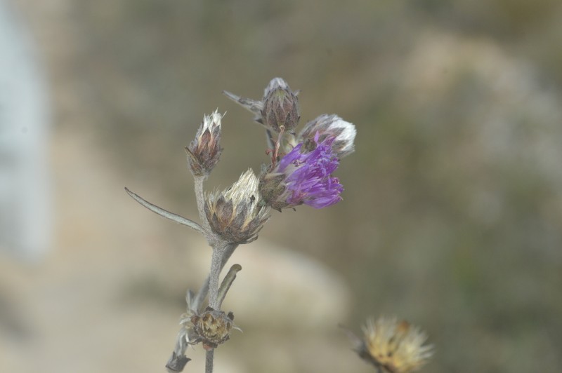 Stilpnopappus tomentosus