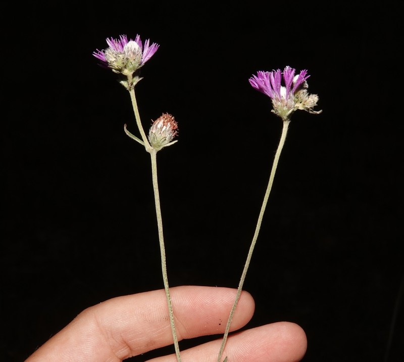 Stilpnopappus tomentosus photo 2