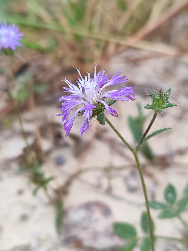 Stilpnopappus trichospiroides