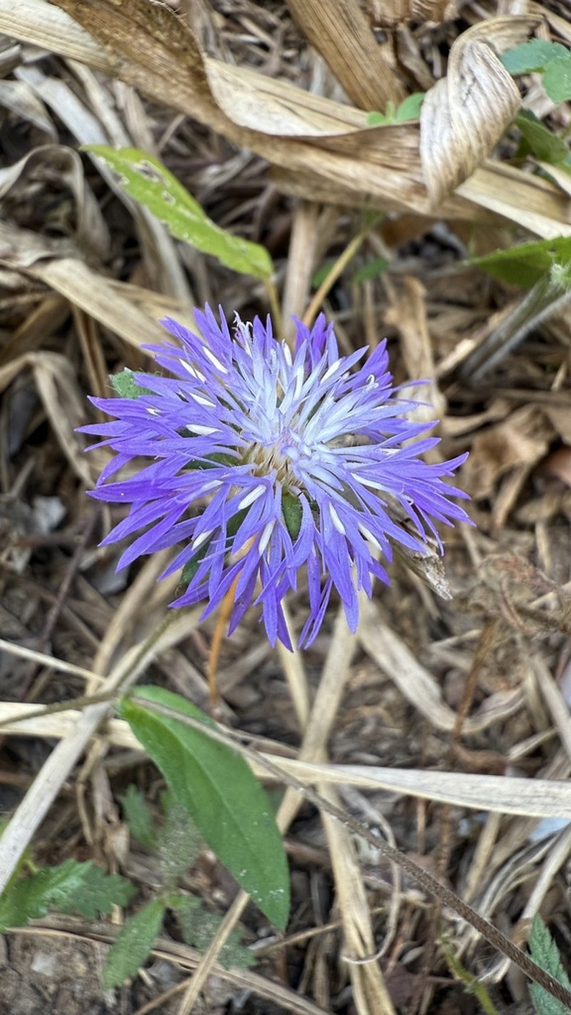 Stilpnopappus trichospiroides photo 2