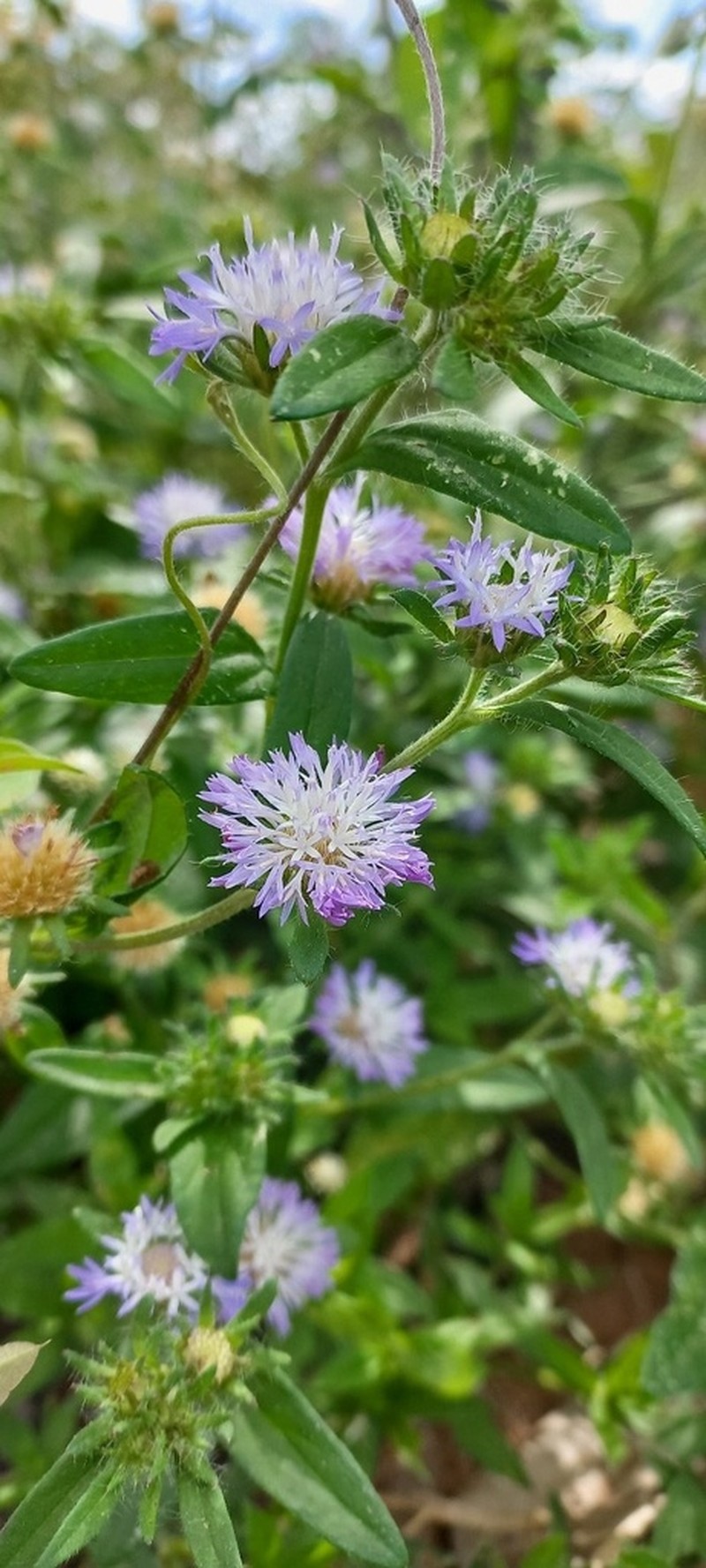 Stilpnopappus trichospiroides photo 4