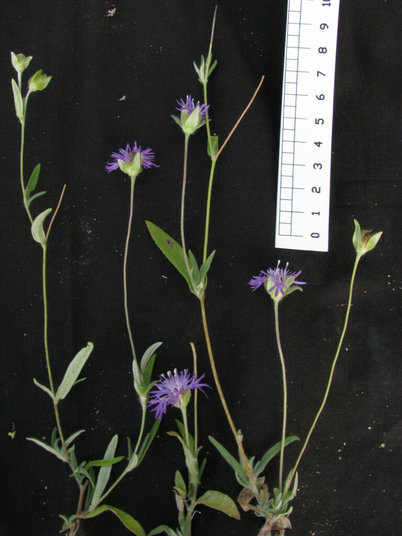 Stilpnopappus trichospiroides photo 5