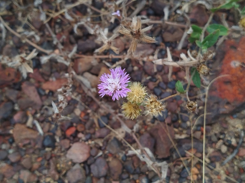 Stilpnopappus trichospiroides photo 6