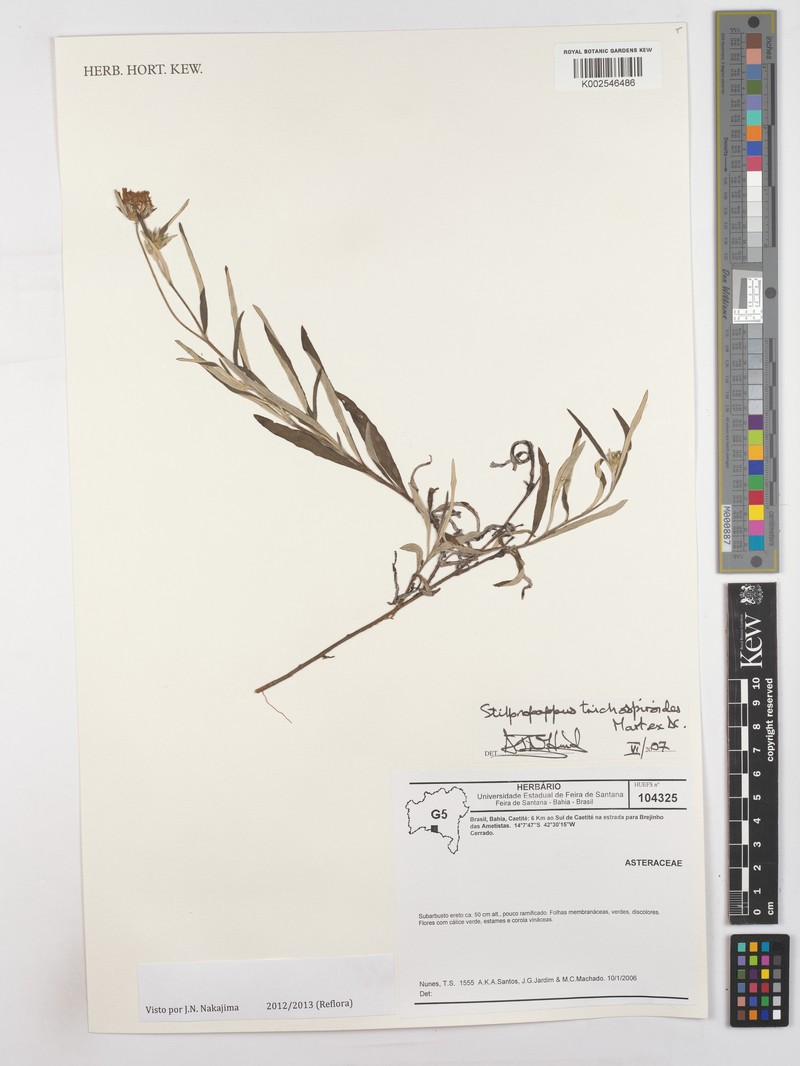 Stilpnopappus trichospiroides photo 7