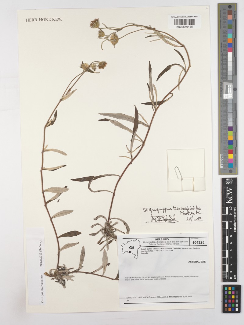 Stilpnopappus trichospiroides photo 8