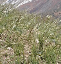 Needlegrass