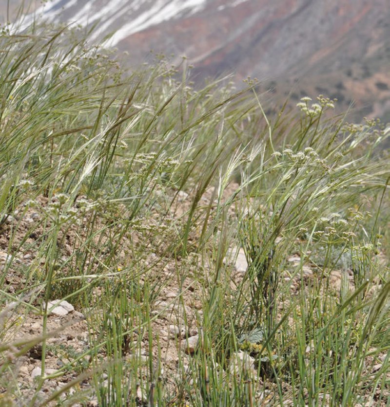 Needlegrass