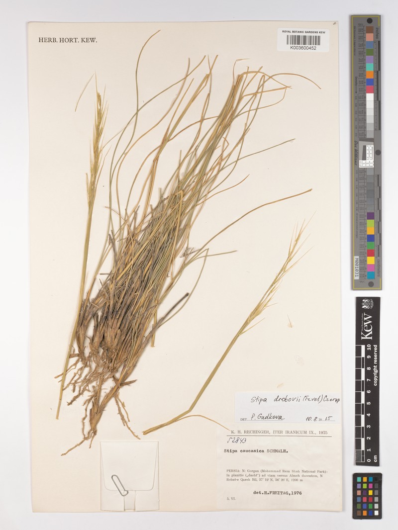 Stipa caucasica subsp. caucasica