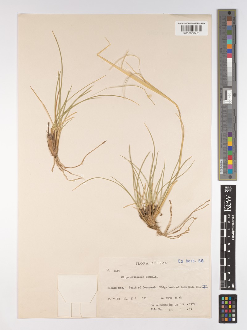 Stipa caucasica subsp. caucasica photo 2