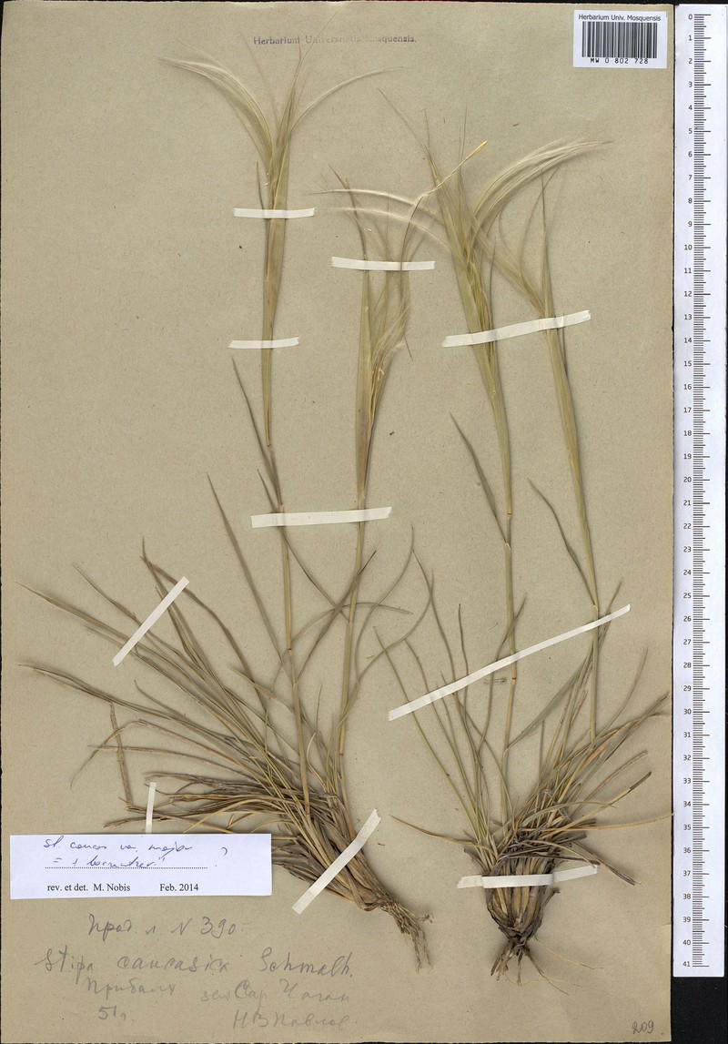 Stipa caucasica subsp. caucasica photo 3