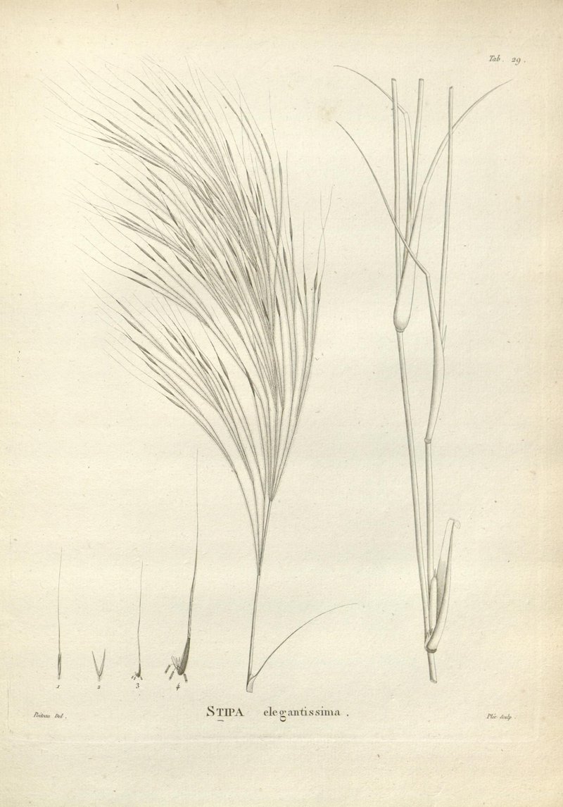 Australian Needlegrass