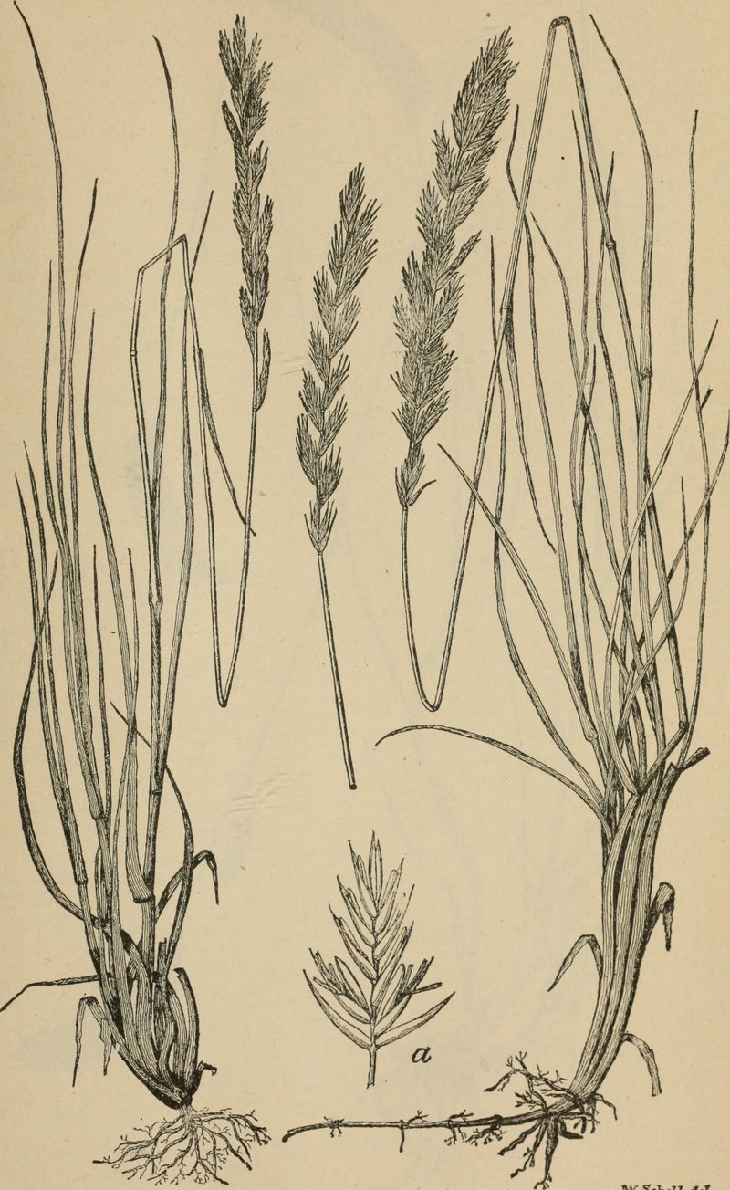 Needlegrass