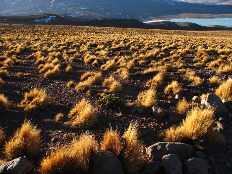 Peruvian Feathergrass