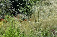 Needlegrass