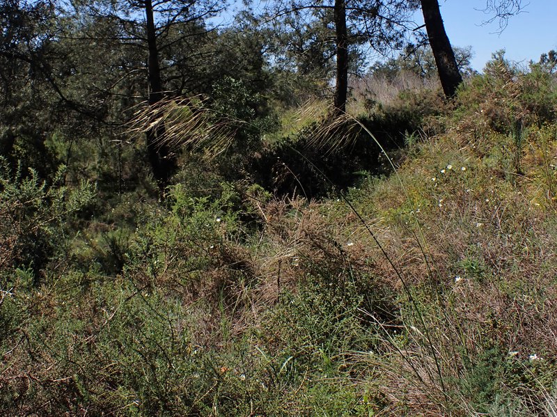 Stipa lagascae